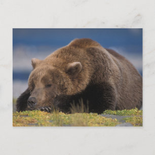 Carte Postale Ours brun, grizzly, faisant une sieste, Katmai