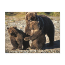 Ours brun, grizzly, truie avec ses oursons sur la 