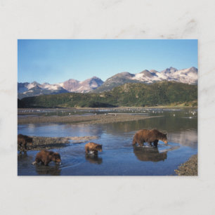 Carte Postale Ours brun, grizzly, truie et oursons dans