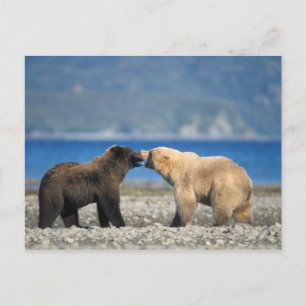 Carte Postale Ours brun, ours grizzly, jouer sur la plage,