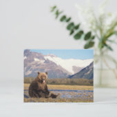 Carte Postale ours brun, Ursus arctos, grizzli, Ursus (Debout devant)