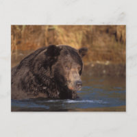 ours brun, Ursus arctos, grizzli, Ursus 5