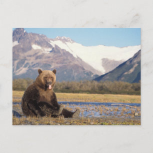 Carte Postale ours brun, Ursus arctos, grizzly, Ursus