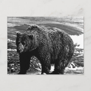 Carte Postale Ours brun vintage USA Alaska