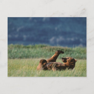 Carte Postale Ours bruns en train de jouer, Ursus arctos, Alaska