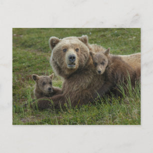 Carte Postale Ours bruns oursons câlinant leur mère