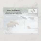 Carte Postale Ours Bruns Pêchant à Brooks Falls Parc National Ka (Dos)