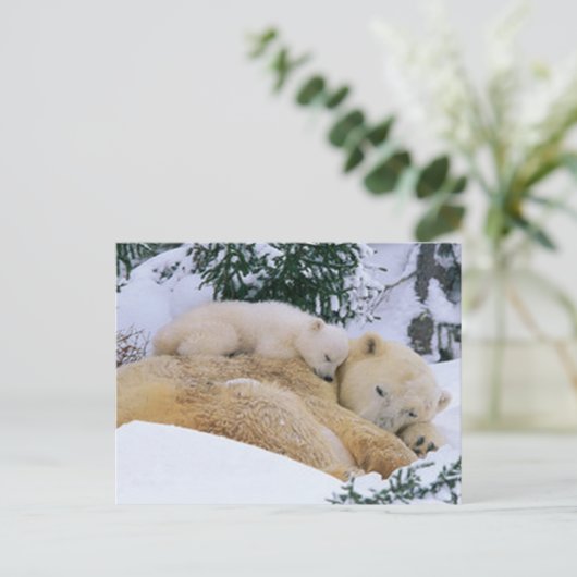 Carte Postale Ours couché (Debout devant)