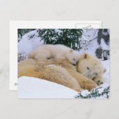 Carte Postale Ours couché (Devant / Derrière)