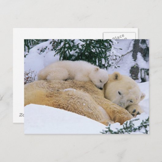 Carte Postale Ours couché (Devant / Derrière)