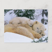 Carte Postale Ours couché (Devant)