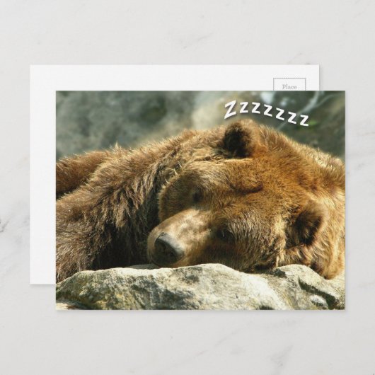 Carte Postale Ours couché (Devant / Derrière)