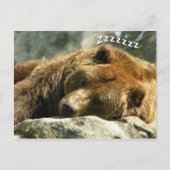 Carte Postale Ours couché (Devant)