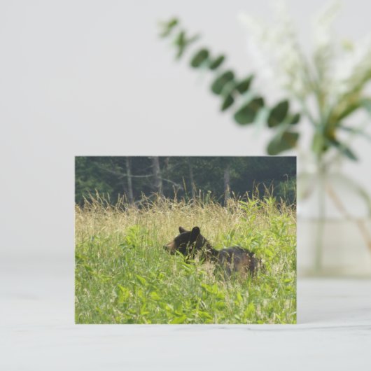 Carte Postale Ours dans un champ (Debout devant)