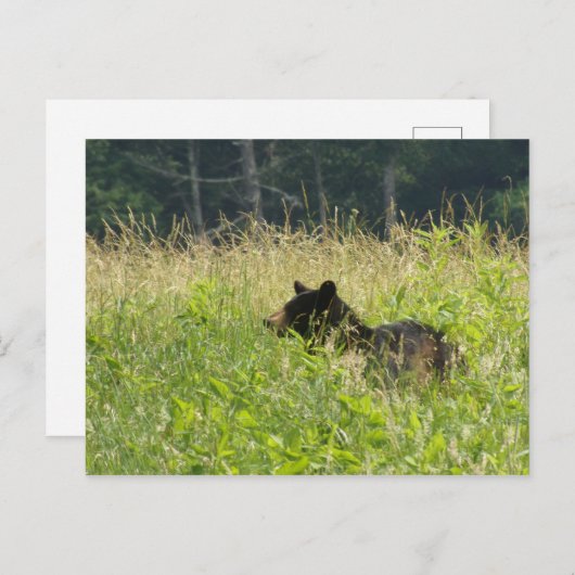 Carte Postale Ours dans un champ (Devant / Derrière)