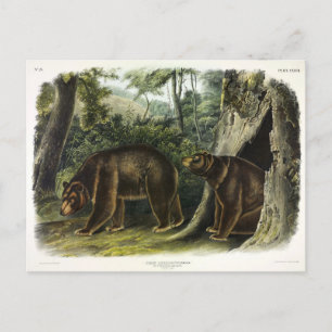 Carte Postale Ours de cannelle des Quadrupeds d'Audubon