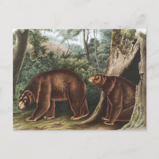 Carte Postale Ours de cannelle (Ursus Americanus var. Cinnamonum (Devant)