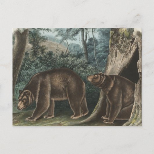 Carte Postale Ours de cannelle vintage Audubon (Devant)