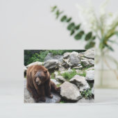 Carte Postale Ours de Caroline du Nord (Debout devant)