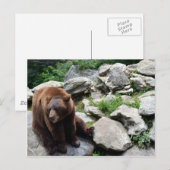 Carte Postale Ours de Caroline du Nord (Devant / Derrière)