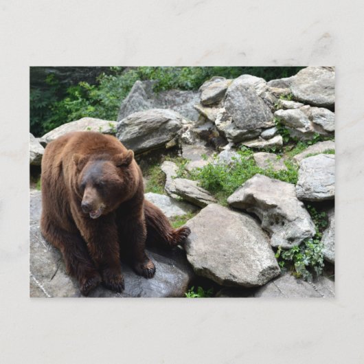 Carte Postale Ours de Caroline du Nord (Devant)