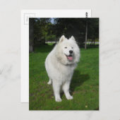 Carte Postale Ours de glace… (Devant / Derrière)