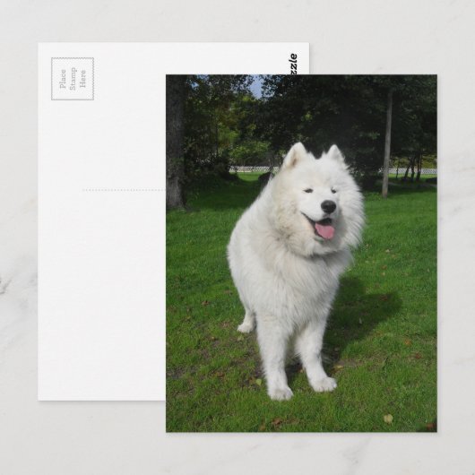 Carte Postale Ours de glace… (Devant / Derrière)