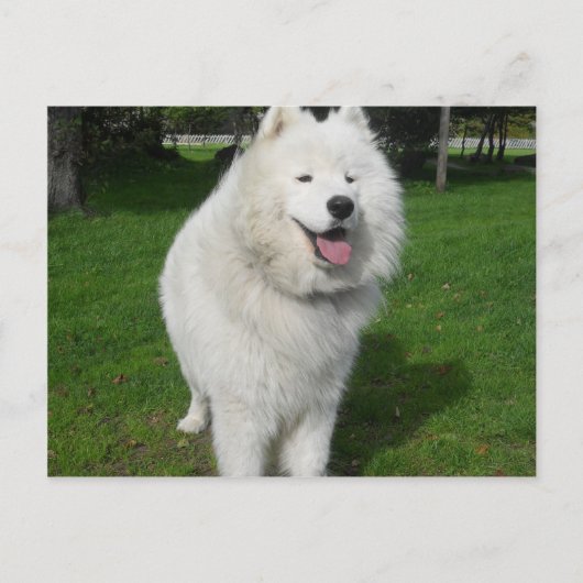 Carte Postale Ours de glace… (Devant)