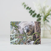 Carte Postale Ours de Koala (Debout devant)