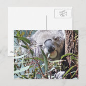 Carte Postale Ours de Koala (Devant / Derrière)