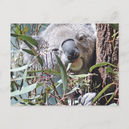 Carte Postale Ours de Koala (Devant)