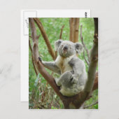 Carte Postale Ours De Koala Assis Sur L'Arbre Au Zoo De Perth (Devant / Derrière)