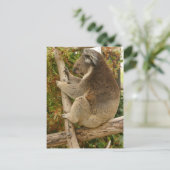 Carte Postale Ours de Koala dormant sur un arbre (Debout devant)