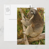 Carte Postale Ours de Koala dormant sur un arbre (Devant / Derrière)