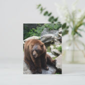 Carte Postale Ours de la Caroline du Nord (Debout devant)