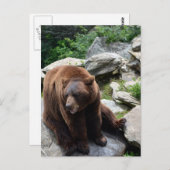 Carte Postale Ours de la Caroline du Nord (Devant / Derrière)