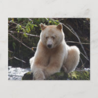 Ours de l'esprit du projet