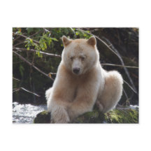 Ours de l'esprit du projet