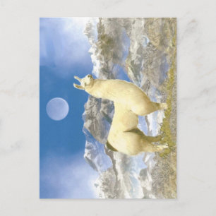 Carte Postale Ours de neige