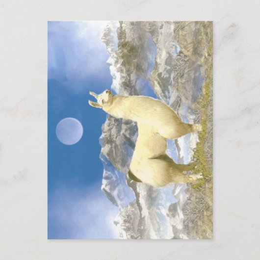 Carte Postale Ours de neige (Devant)
