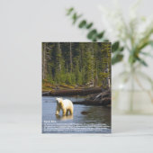 Carte Postale Ours d'esprit (Debout devant)