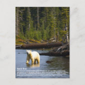 Carte Postale Ours d'esprit (Devant)