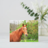 Carte Postale Ours d'orion (Debout devant)