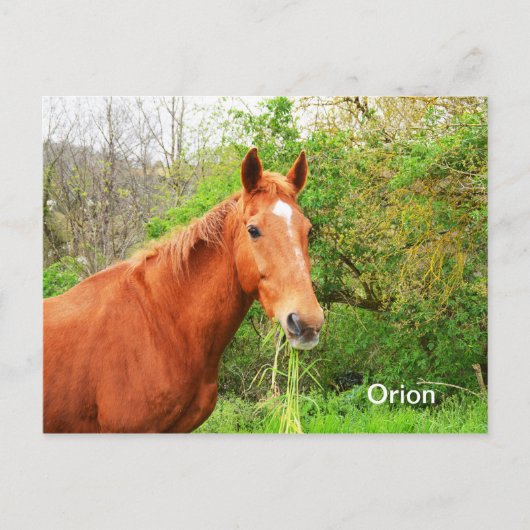 Carte Postale Ours d'orion (Devant)