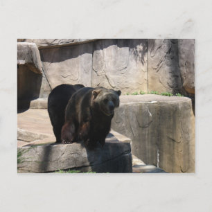Carte Postale ours du zoo de Milwaukee