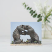 Carte Postale Ours - Dundee, Michigan (Debout devant)