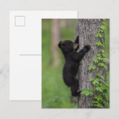 Carte Postale Ours en peluche grimpant à un arbre (Devant / Derrière)