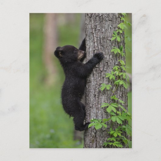 Carte Postale Ours en peluche grimpant à un arbre (Devant)