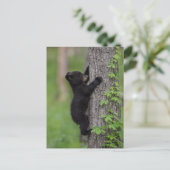 Carte Postale Ours en peluche grimpant à un arbre (Debout devant)