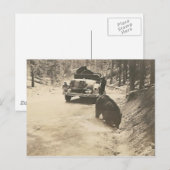 Carte Postale ours en voiture (Devant / Derrière)